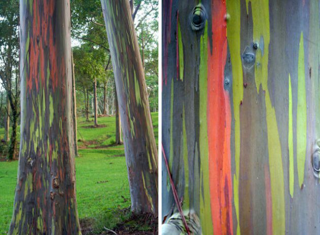 Doğanın mucize görüntüleri