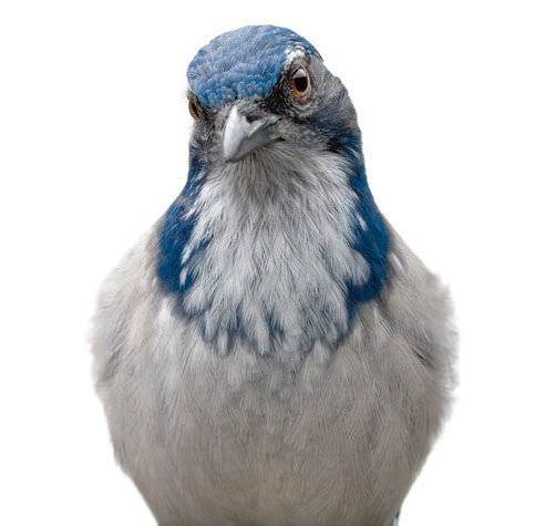 Hayvanların şaşırtan becerileri