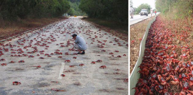 Doğanın mucize görüntüleri