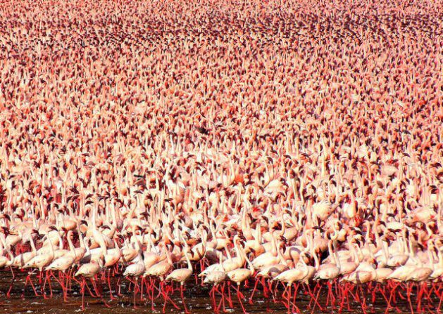 Doğanın mucize görüntüleri