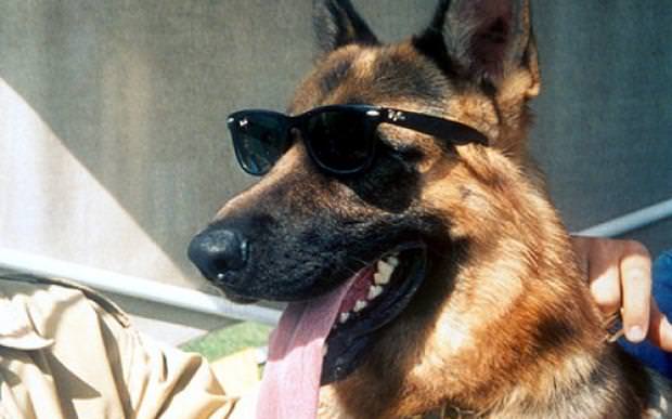 Dünyanın en zengin hayvanları