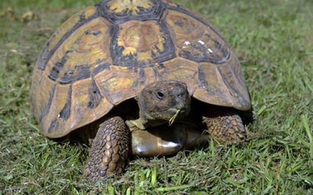 Dünyanın en zengin hayvanları