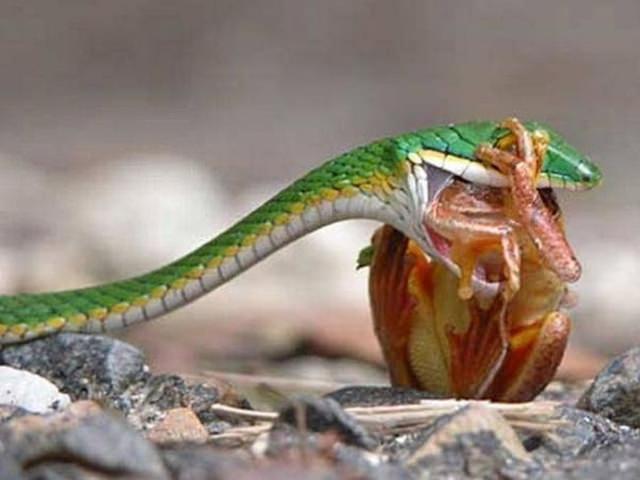 Vahşi doğadan etkileyici yaşam mücadeleleri