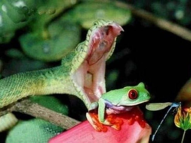 Vahşi doğadan etkileyici yaşam mücadeleleri