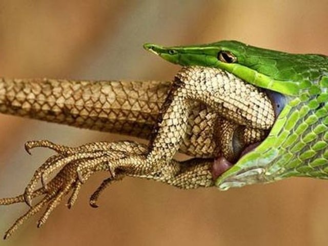 Vahşi doğadan etkileyici yaşam mücadeleleri