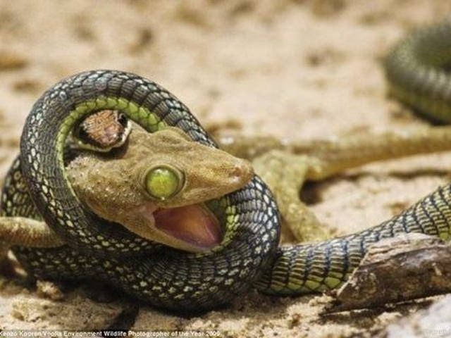 Vahşi doğadan etkileyici yaşam mücadeleleri