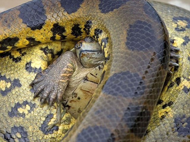 Vahşi doğadan etkileyici yaşam mücadeleleri