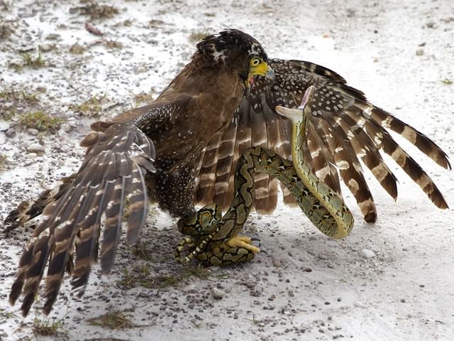 Vahşi doğadan etkileyici yaşam mücadeleleri
