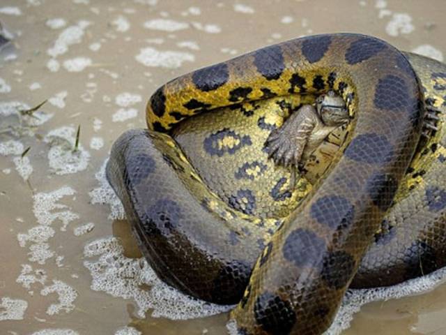 Vahşi doğadan etkileyici yaşam mücadeleleri