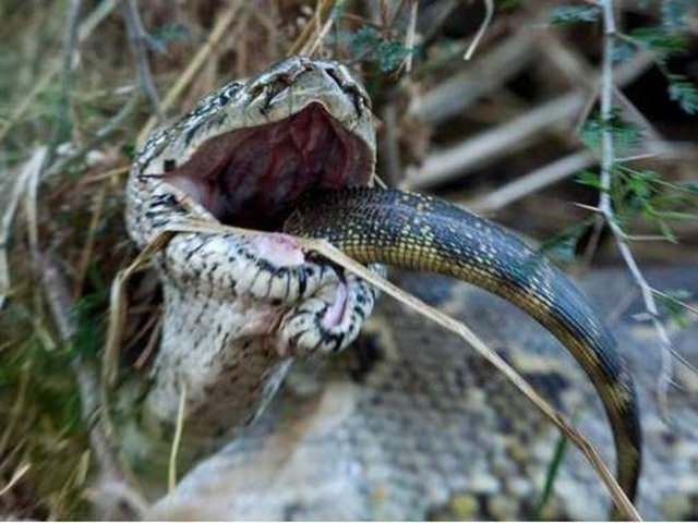 Vahşi doğadan etkileyici yaşam mücadeleleri