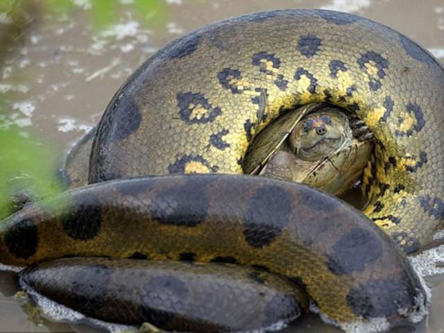 Vahşi doğadan etkileyici yaşam mücadeleleri