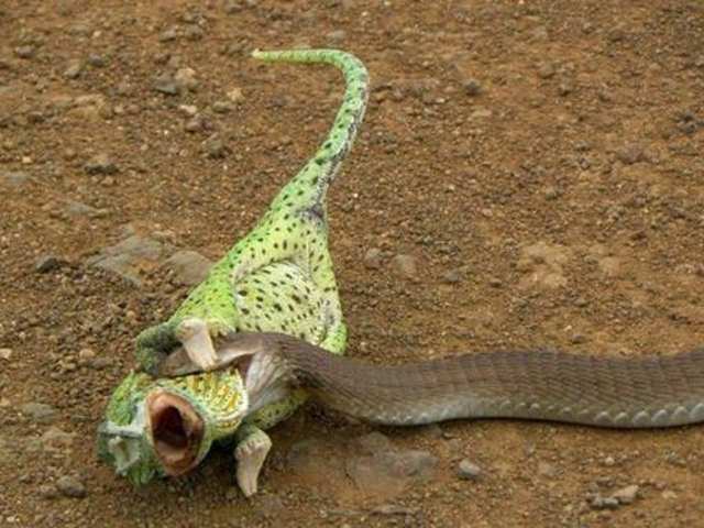 Vahşi doğadan etkileyici yaşam mücadeleleri