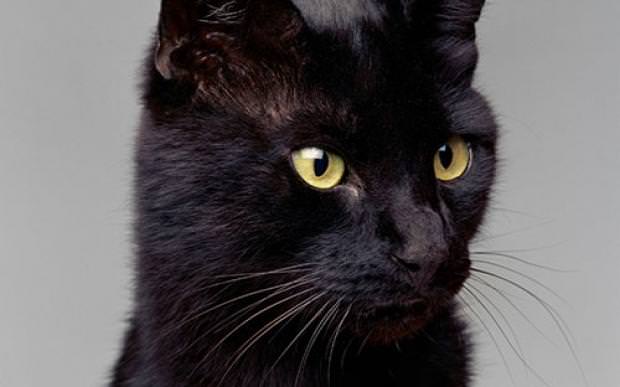 Dünyanın en zengin hayvanları