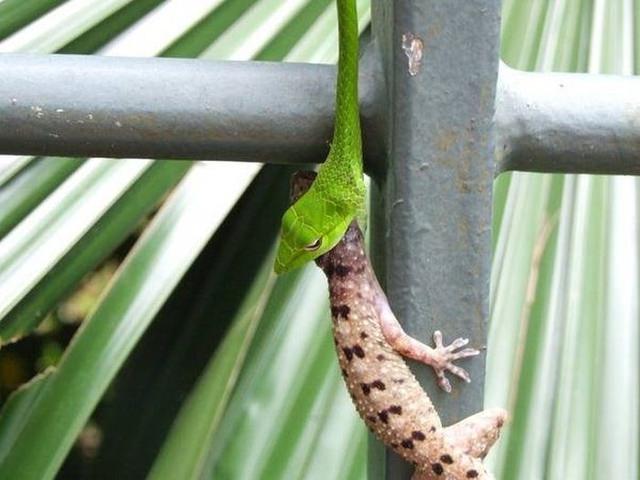Vahşi doğadan etkileyici yaşam mücadeleleri