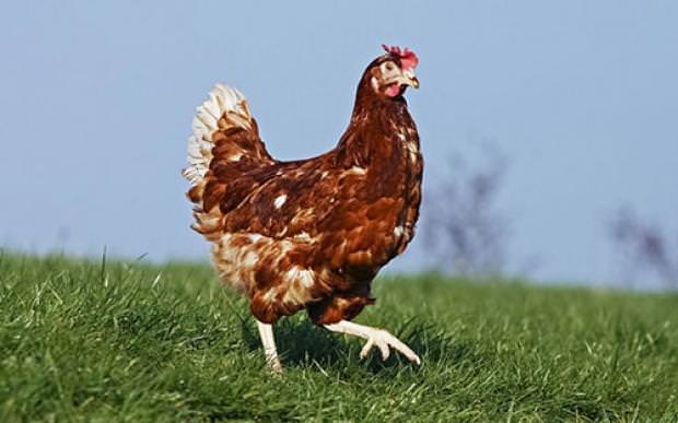 Dünyanın en zengin hayvanları