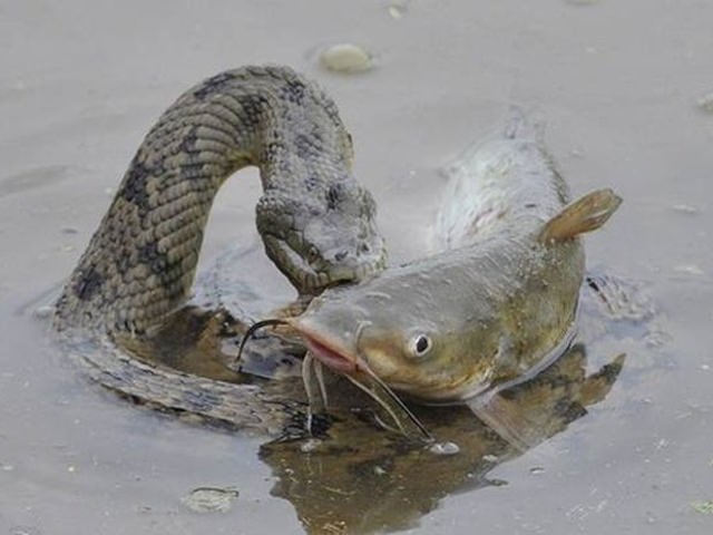Vahşi doğadan etkileyici yaşam mücadeleleri