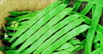 Dünyanın en sağlıklı 15 yiyeceği