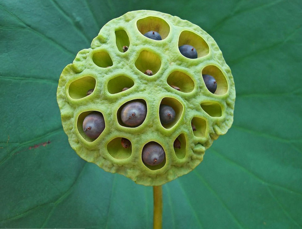 Bu fotoğraflara bakıp fobilerinizi öğrenin