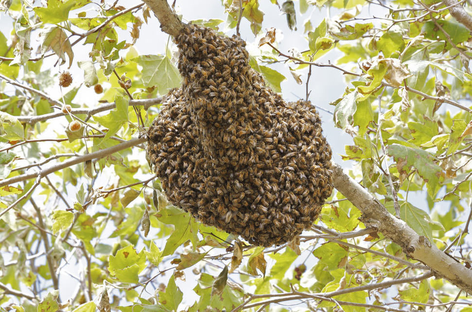 Bu fotoğraflara bakıp fobilerinizi öğrenin