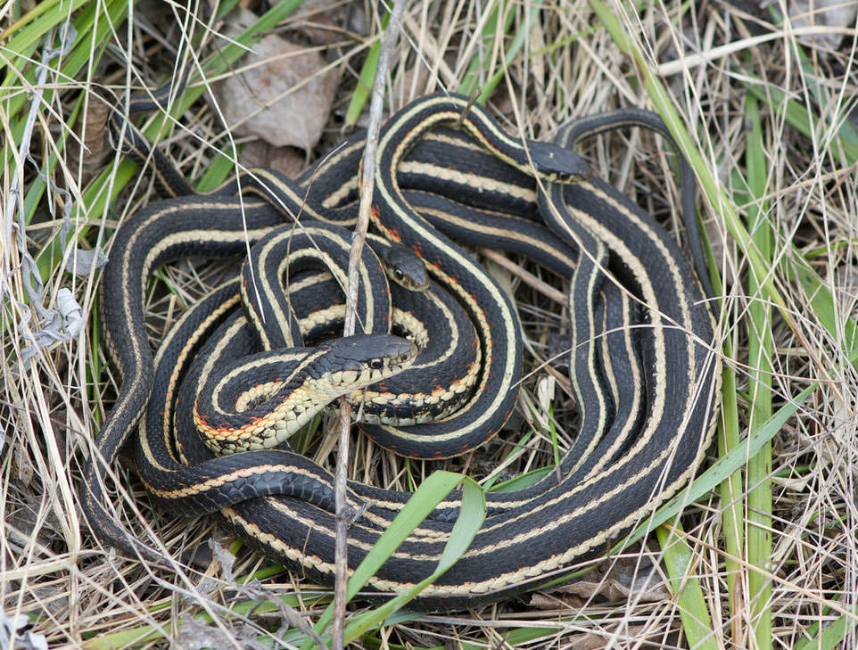 Bu fotoğraflara bakıp fobilerinizi öğrenin