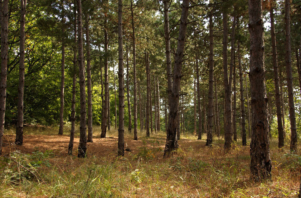 Bu fotoğraflara bakıp fobilerinizi öğrenin