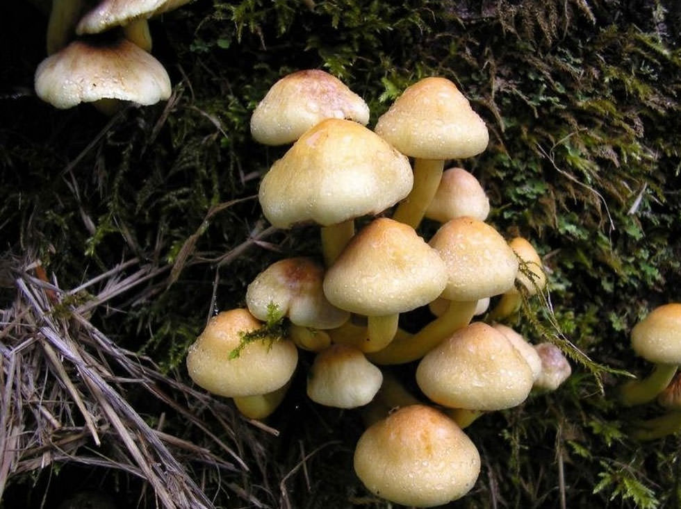 Bu fotoğraflara bakıp fobilerinizi öğrenin