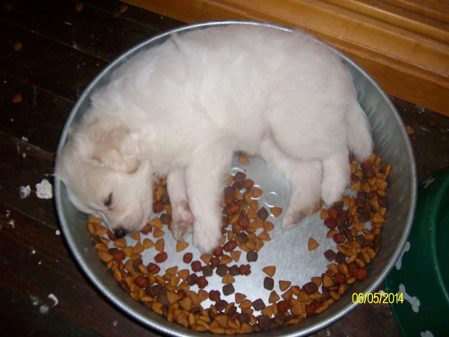 Sevimli hayvanların öncesi ve sonrası