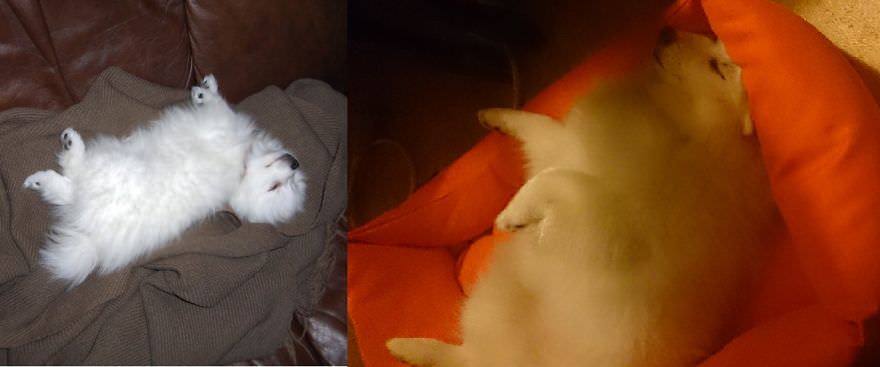 Sevimli hayvanların öncesi ve sonrası