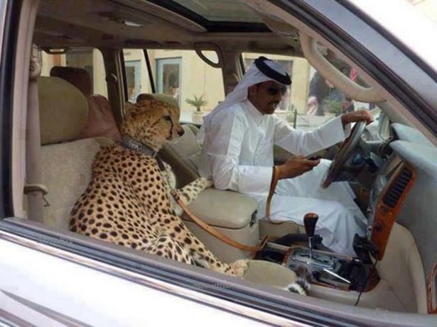 Zenginliğin fotoğrafları