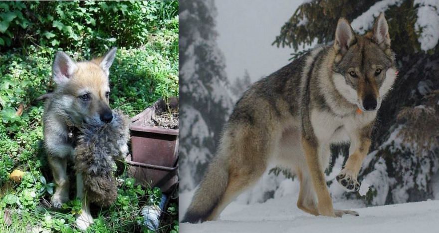 Sevimli hayvanların öncesi ve sonrası