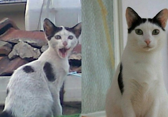 Sevimli hayvanların öncesi ve sonrası