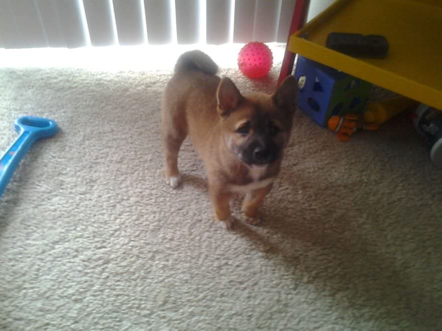 Sevimli hayvanların öncesi ve sonrası