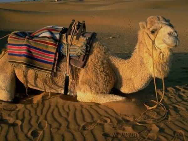 Bunları biliyor muydunuz?