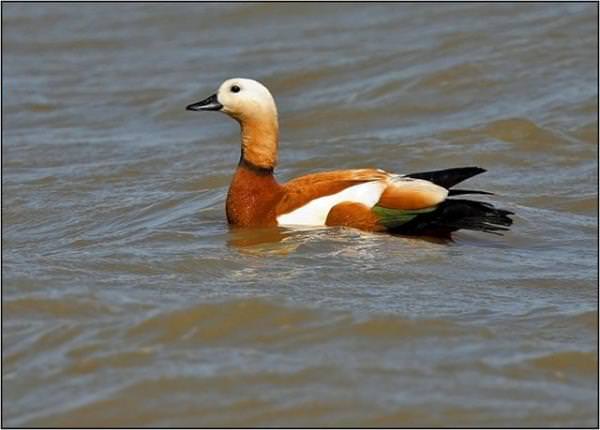 Bunları biliyor muydunuz?