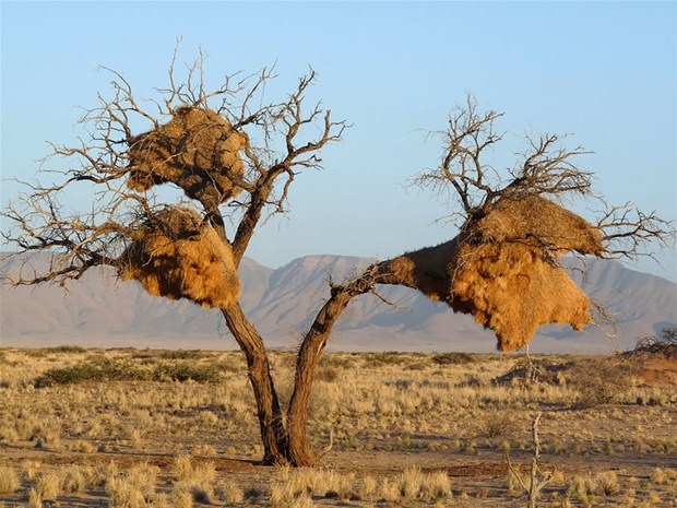 Hayvanların muhteşem mimarileri