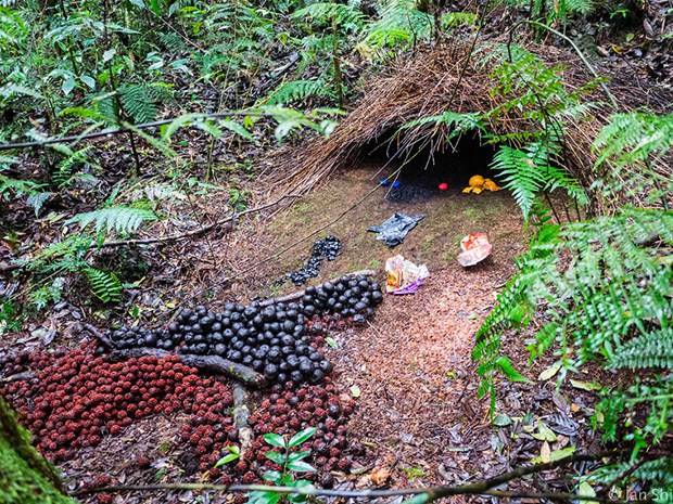 Hayvanların muhteşem mimarileri