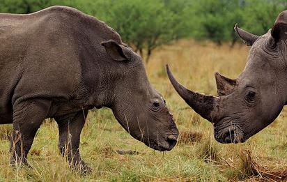 Dünyanın En Pahalı 19 Maddesi