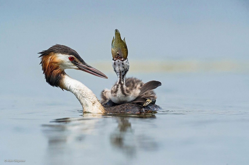 Gelmiş geçmiş en güzel hayvan fotoğrafları