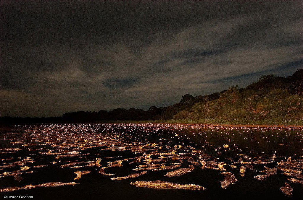 Gelmiş geçmiş en güzel hayvan fotoğrafları