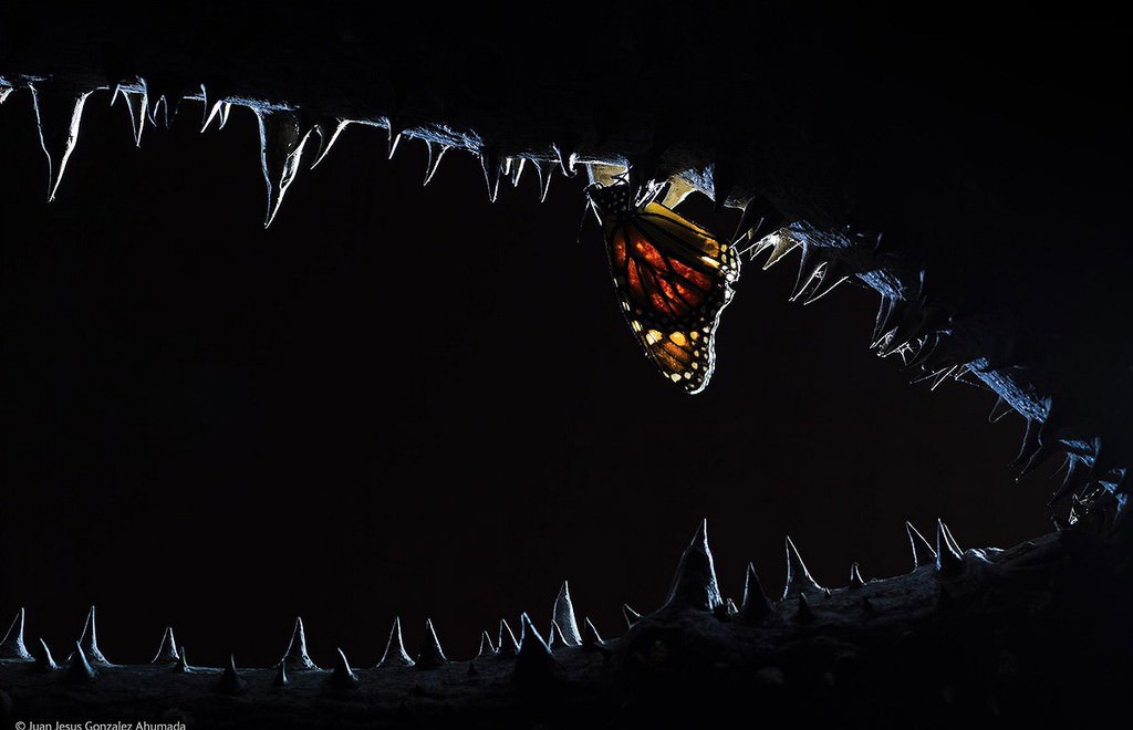 Gelmiş geçmiş en güzel hayvan fotoğrafları