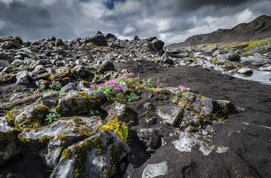 İzlanda'nın beyazı ve yeşili