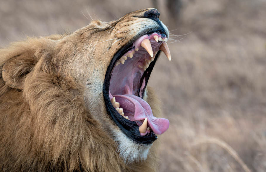 Afrika'nın benzersiz dünyası