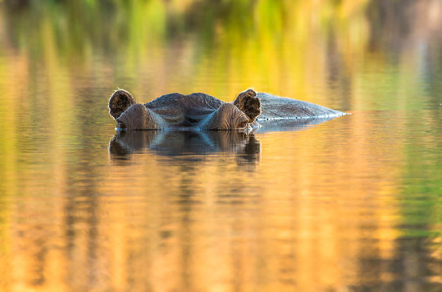 Afrika'nın benzersiz dünyası