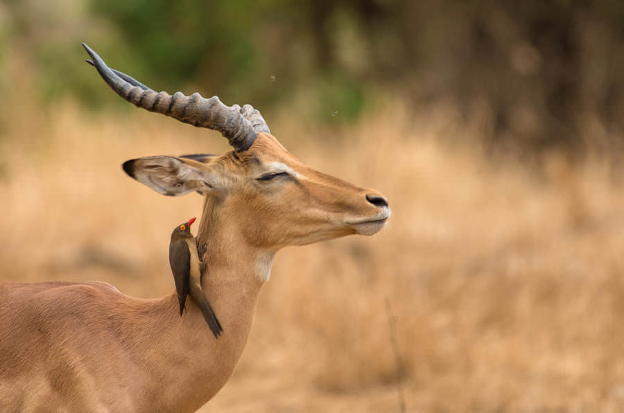 Afrika'nın benzersiz dünyası