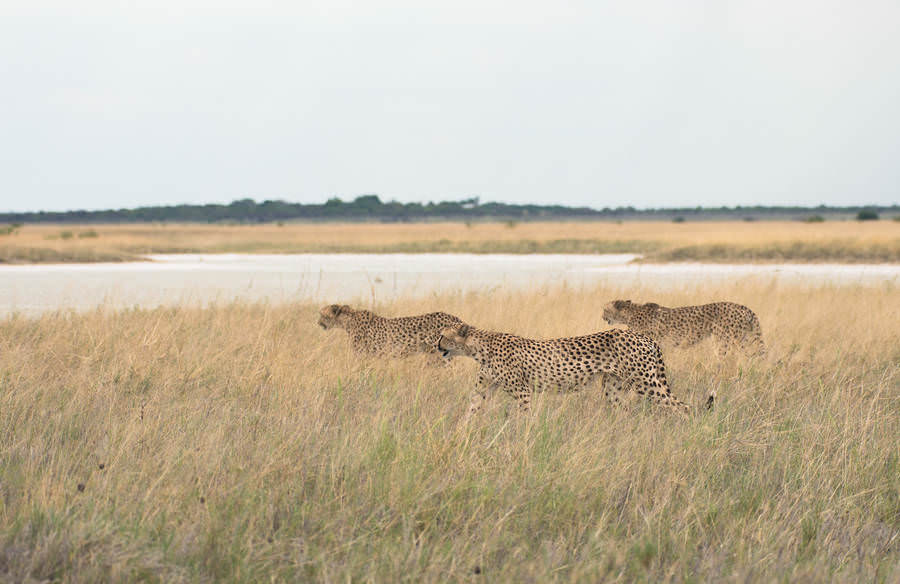 Afrika'nın benzersiz dünyası