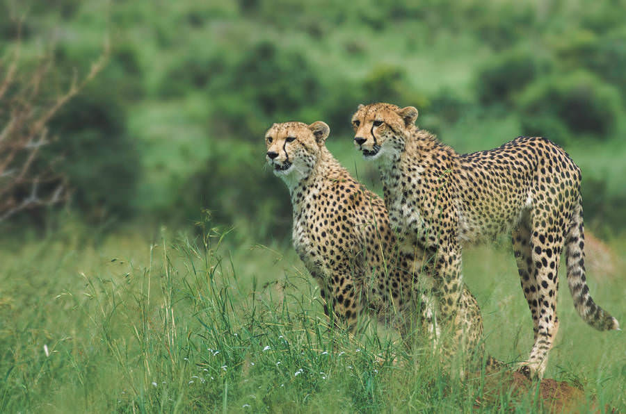 Afrika'nın benzersiz dünyası
