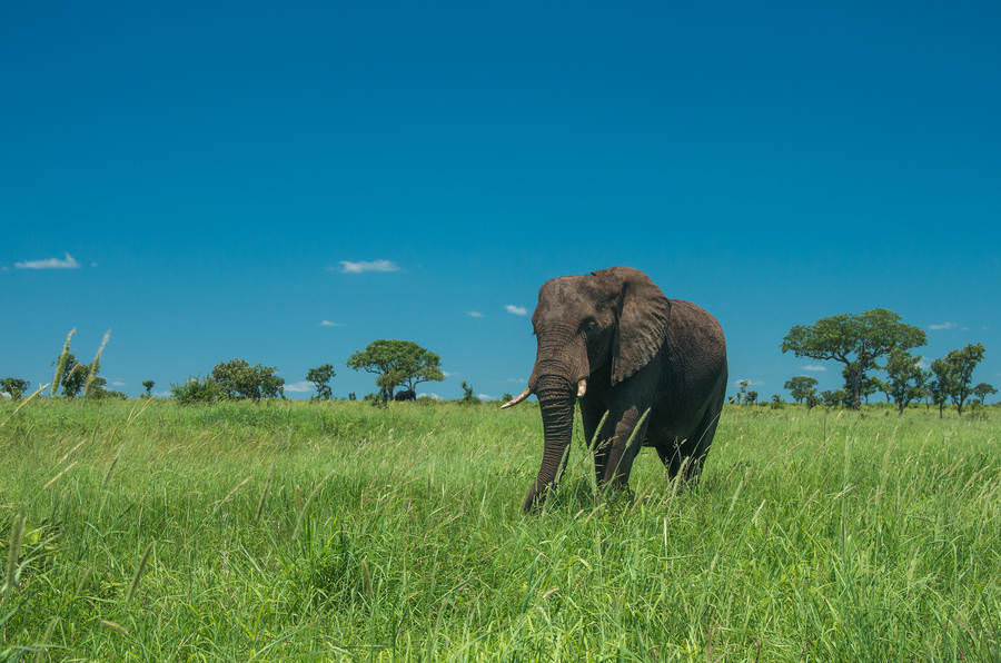 Afrika'nın benzersiz dünyası