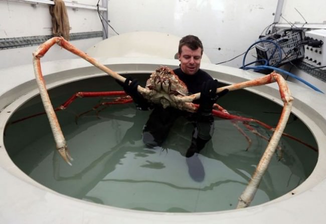 Varlığından habersiz olduğunuz hayvanlar