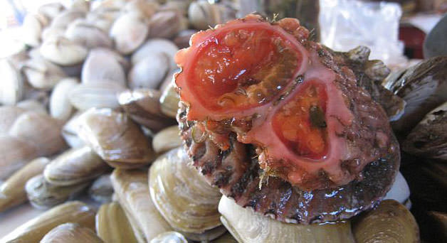 Varlığından habersiz olduğunuz hayvanlar