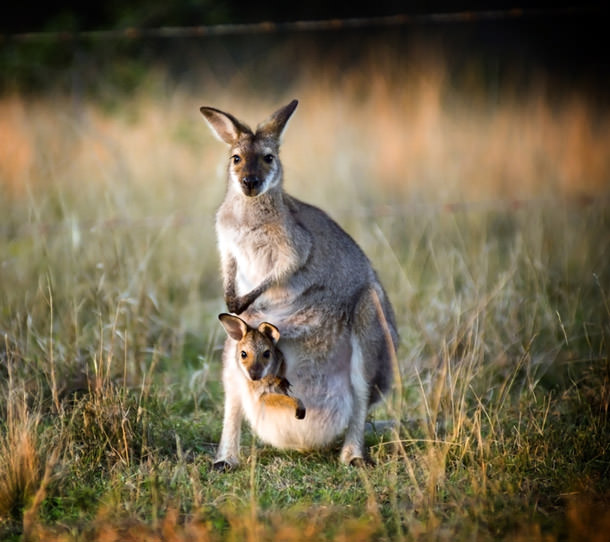 Avustralya'ya Gitmek İçin 8 Neden